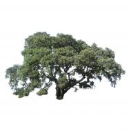 Leña de encina